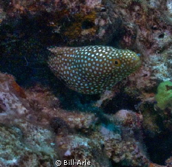 White mouth moray.  Big Island, Hawaii by Bill Arle 